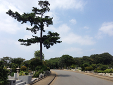 八柱霊園