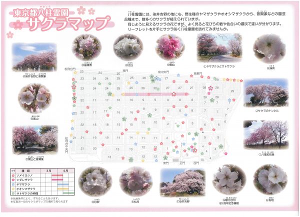 八柱霊園の桜開花情報【園内マップ】