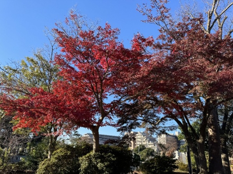 八柱霊園の紅葉について