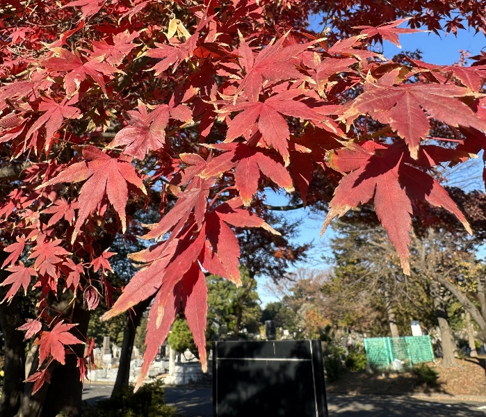 八柱霊園の紅葉について