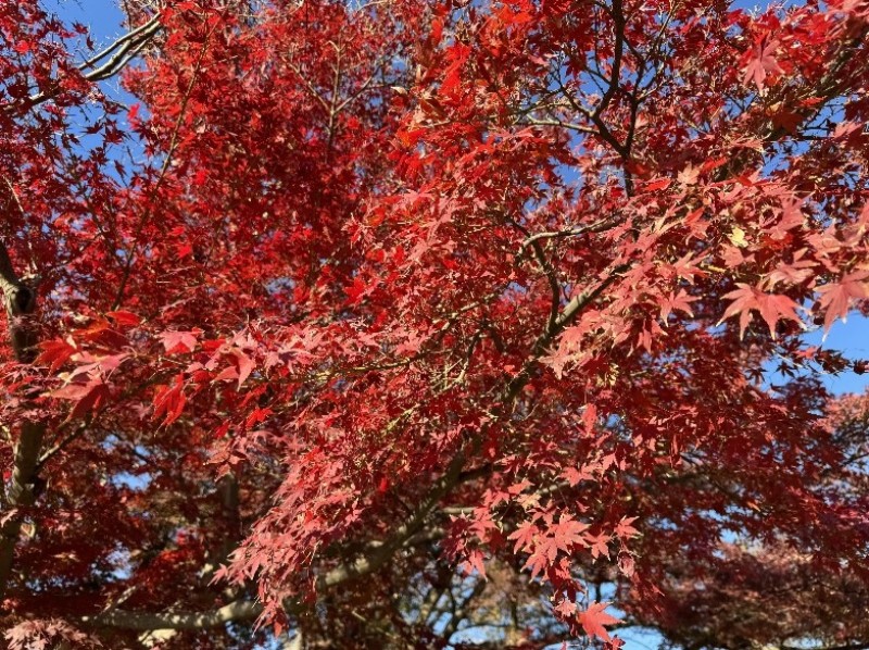 八柱霊園の紅葉について