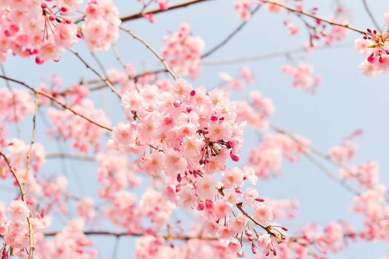 桜(サクラ)