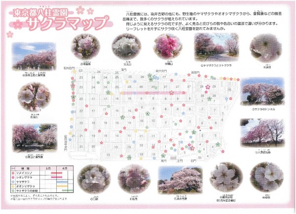 【2023年】八柱霊園の桜開花｜花見が最適な時期とさくらまつり情報