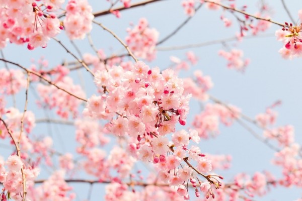 八柱霊園に咲く美しく花【季節別にご紹介】